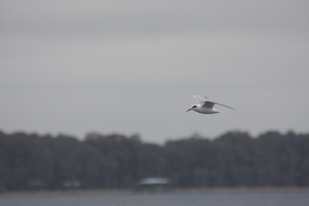Forster's Tern - ML647046763