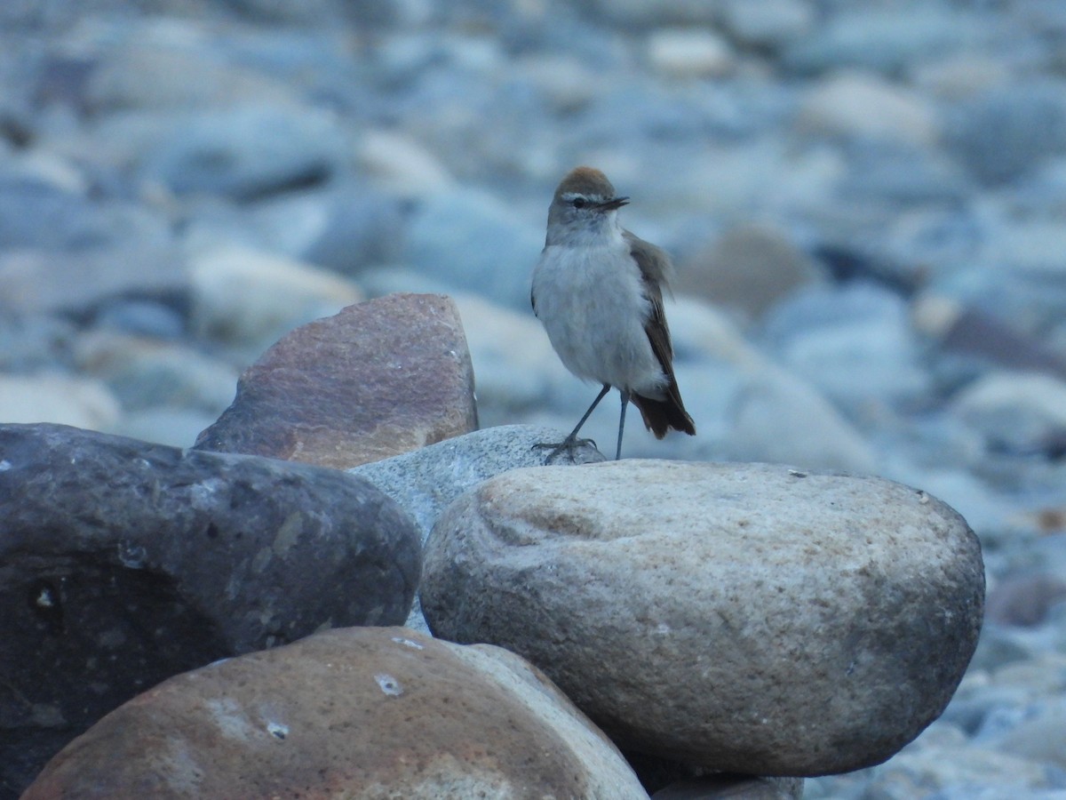 White-browed Ground-Tyrant - ML647046767