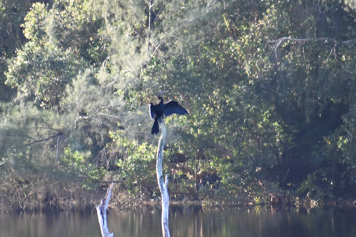 orientslangehals - ML647046777