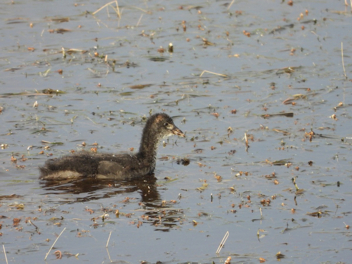 White-winged Coot - ML647046787