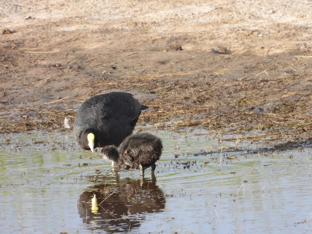 White-winged Coot - ML647046788