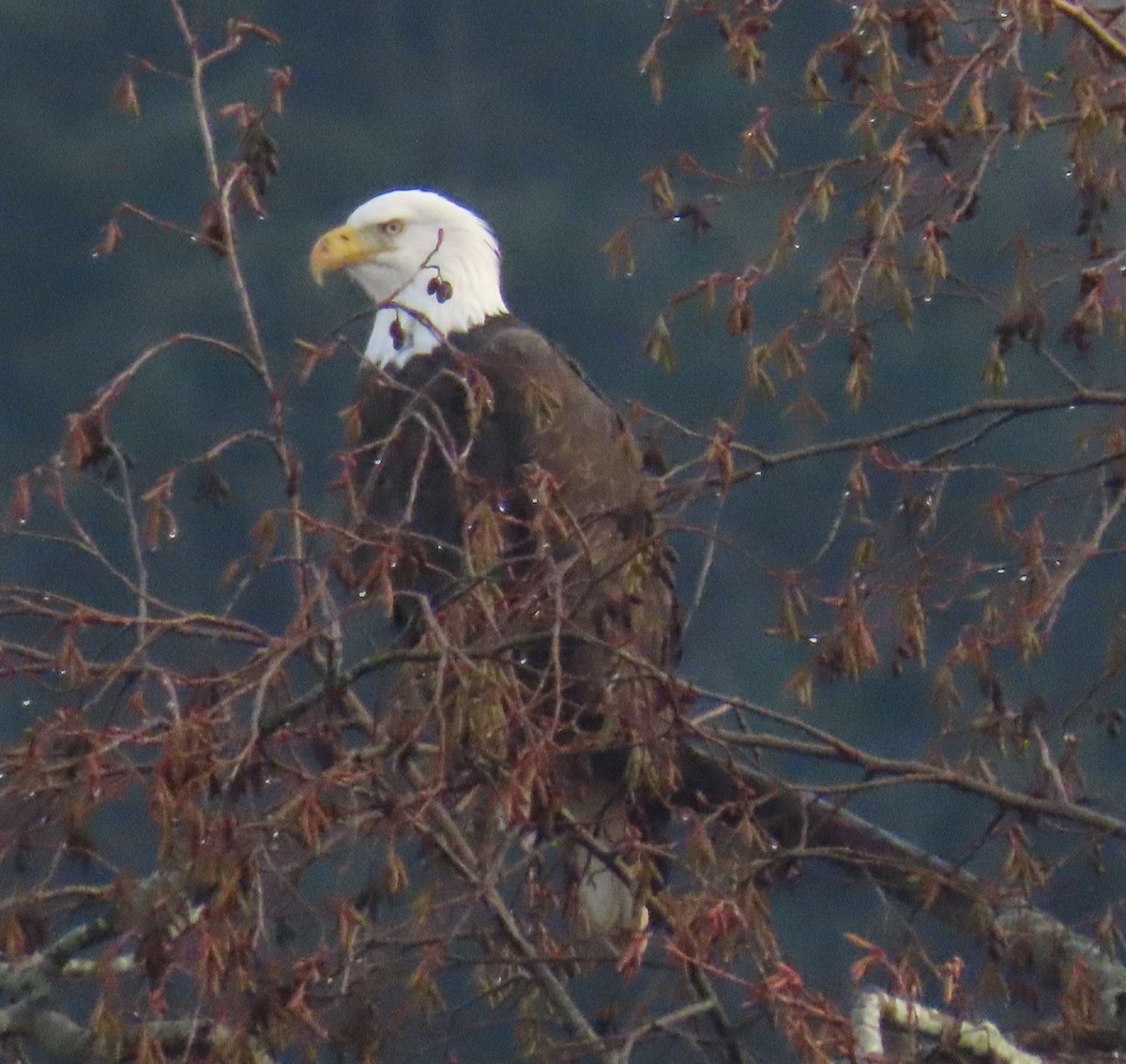 Bald Eagle - ML647046793