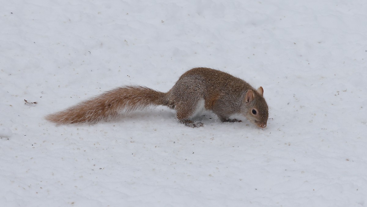 トウブハイイロリス - ML647046797