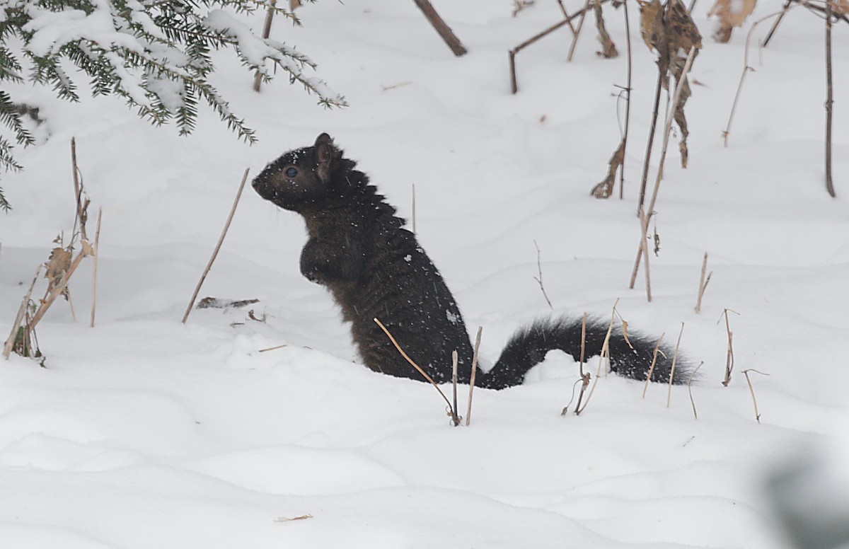 トウブハイイロリス - ML647046798