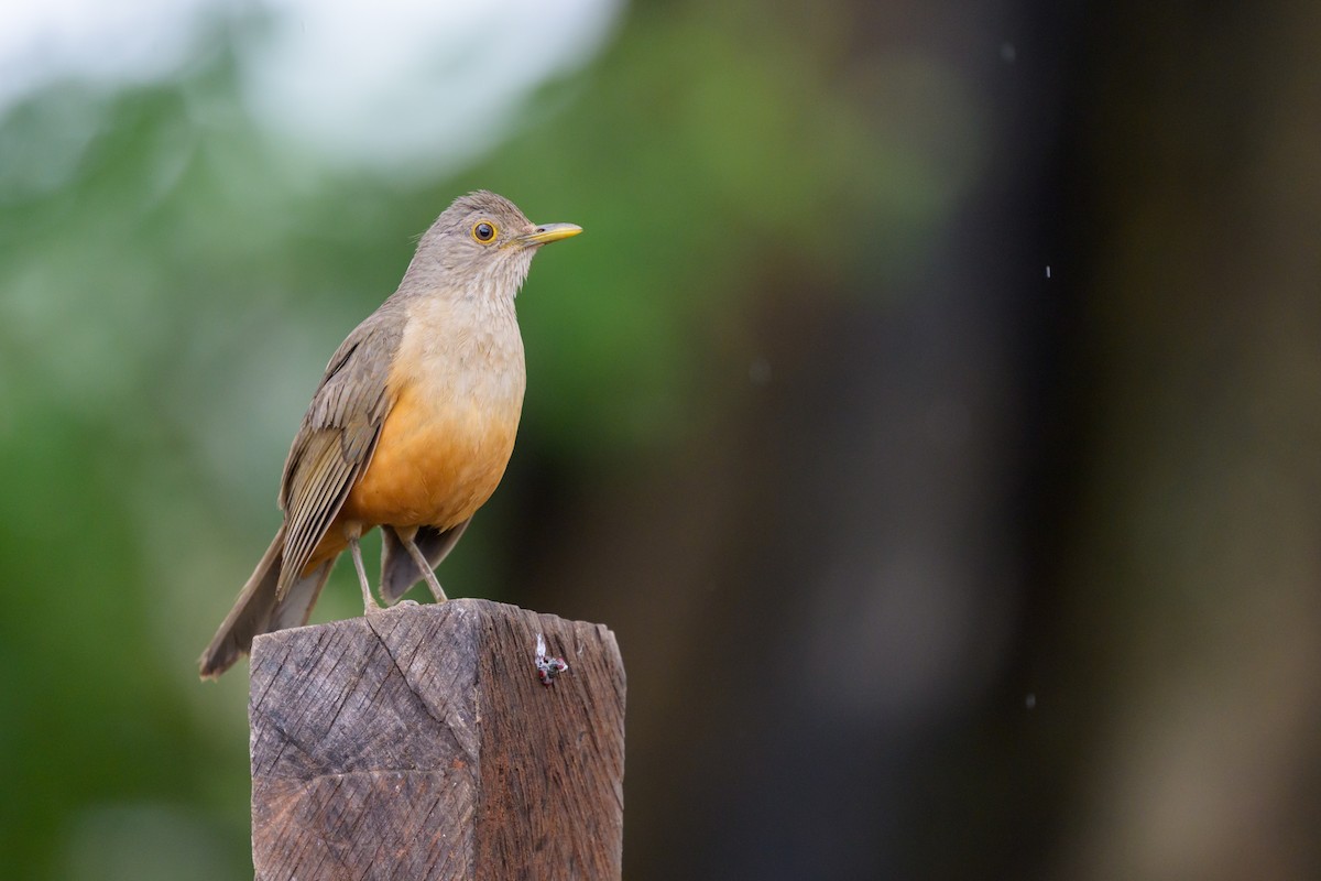 Rufous-bellied Thrush - ML647046804