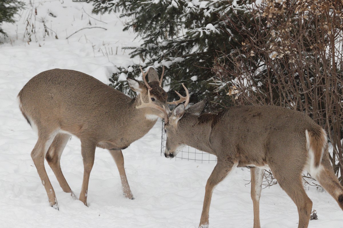 オジロジカ - ML647046805