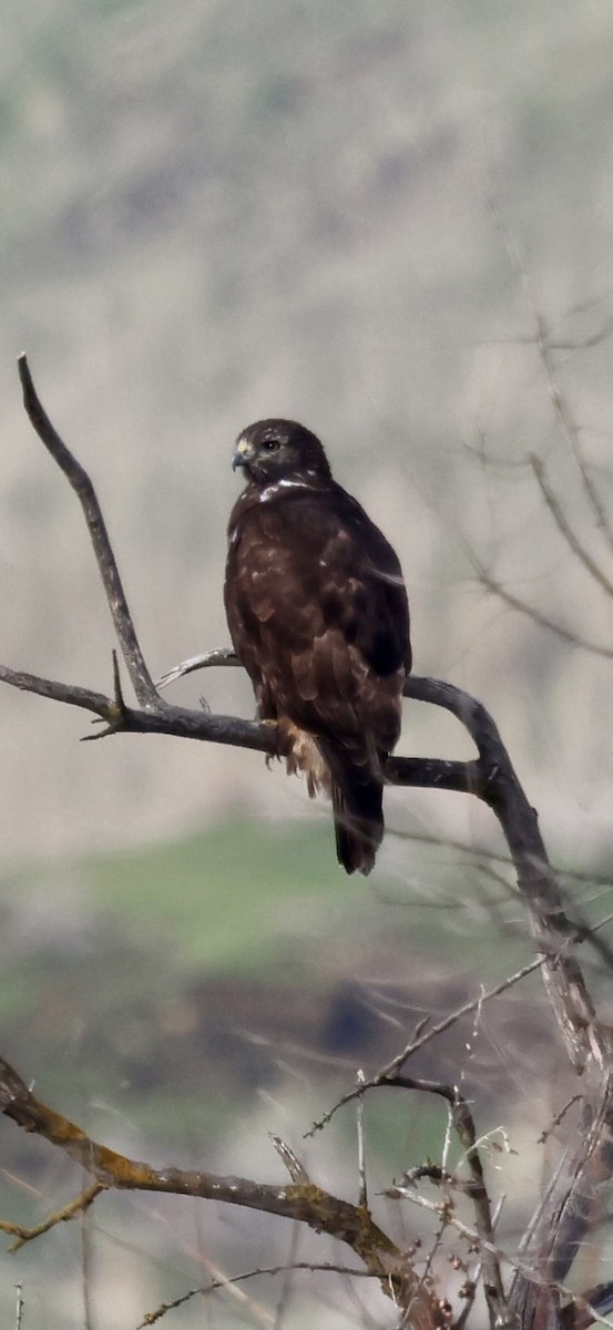 Red-tailed Hawk - ML647046806