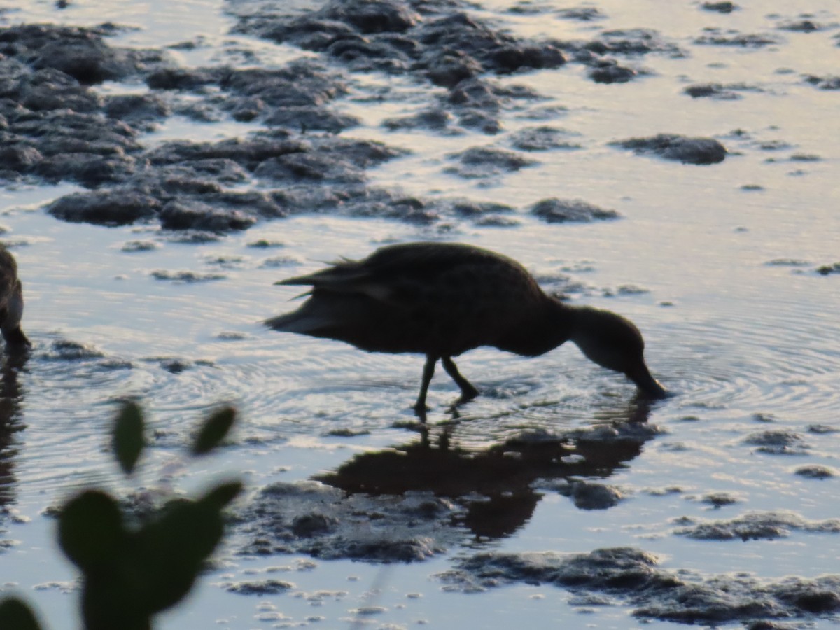 Bahamaente - ML647046808