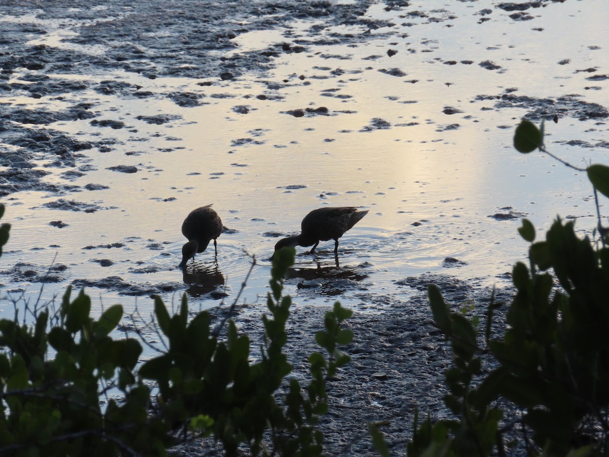 Bahamaente - ML647046809