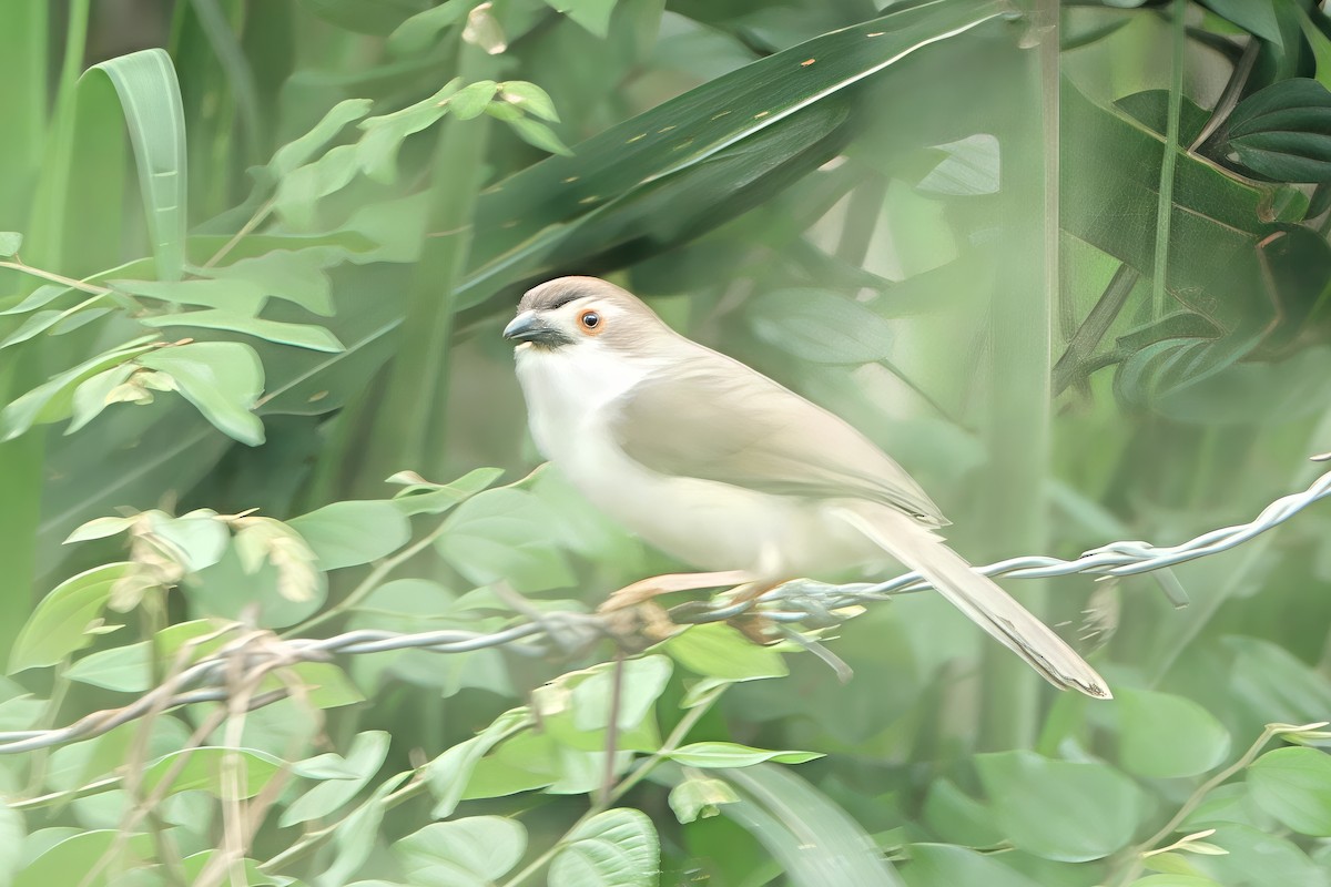Yellow-eyed Babbler - ML647046812