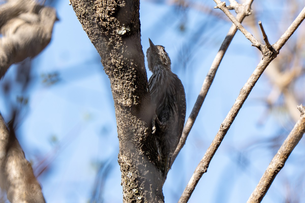 Cardinal Woodpecker - ML647046814