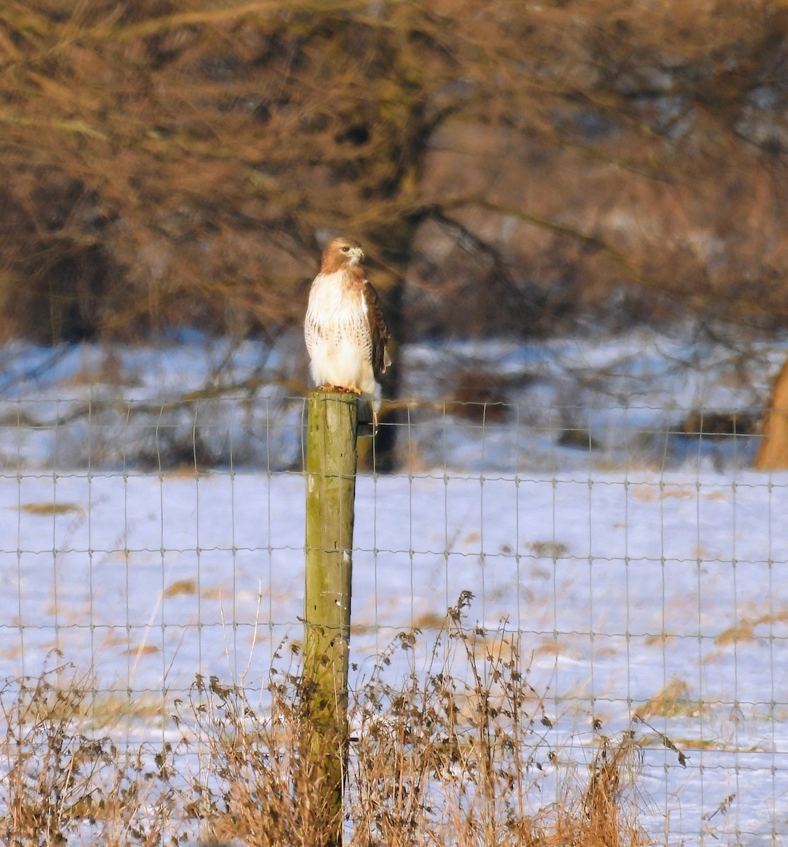 Red-tailed Hawk - ML647046815