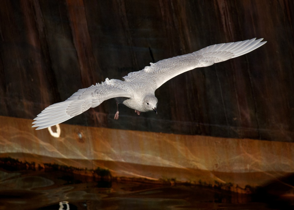 Iceland Gull (kumlieni) - ML647046830