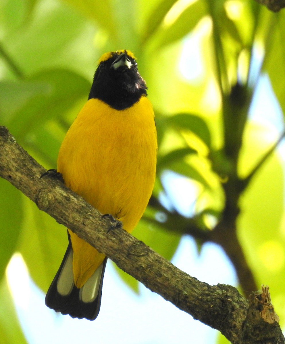 Trinidad Euphonia - ML647046839