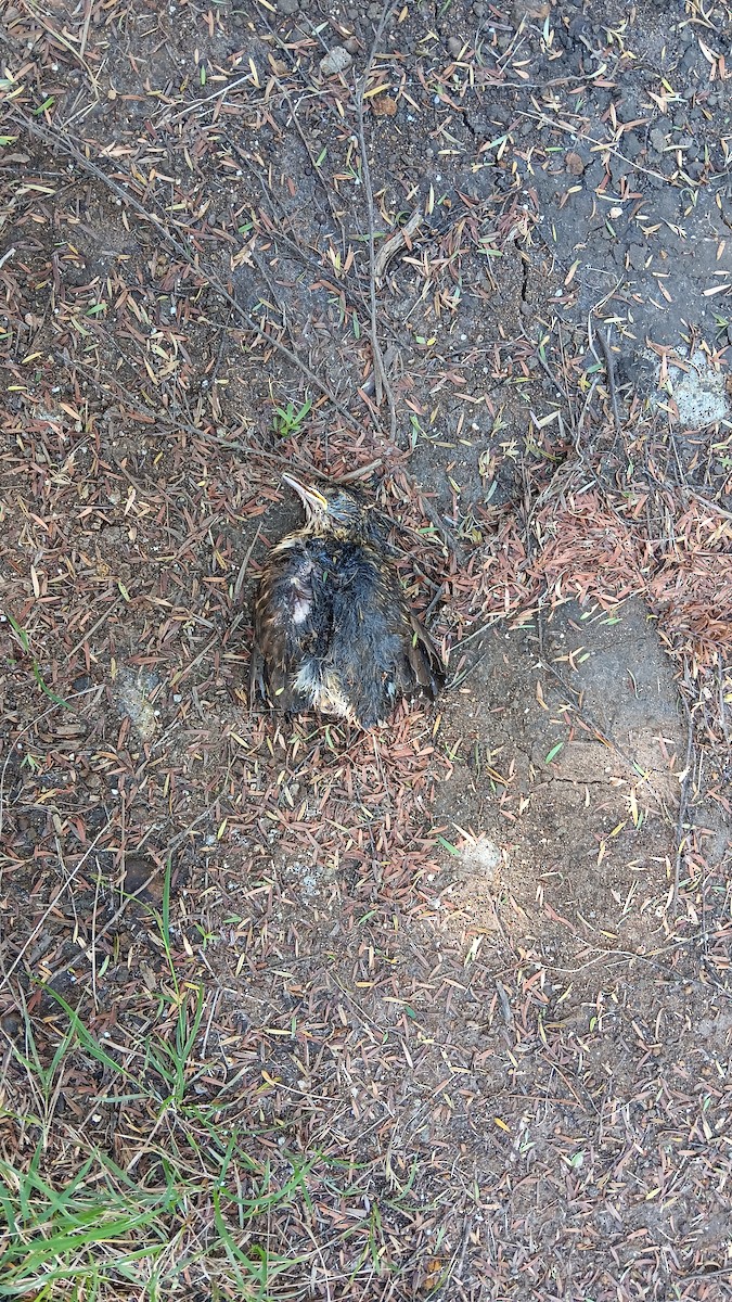 Song Thrush - ML647046845