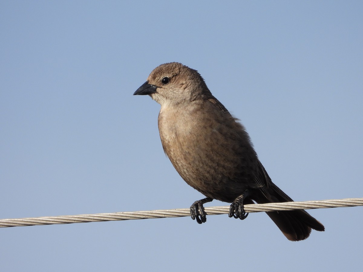 Shiny Cowbird - ML647046849