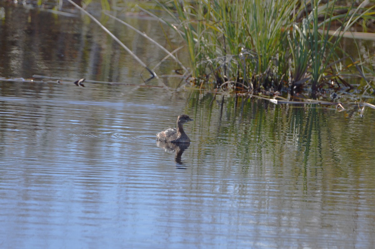 Pied-billed Grebe - ML647046850