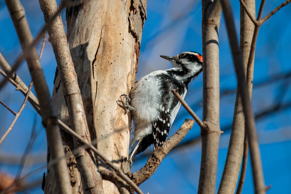 Hairy Woodpecker - ML647046852