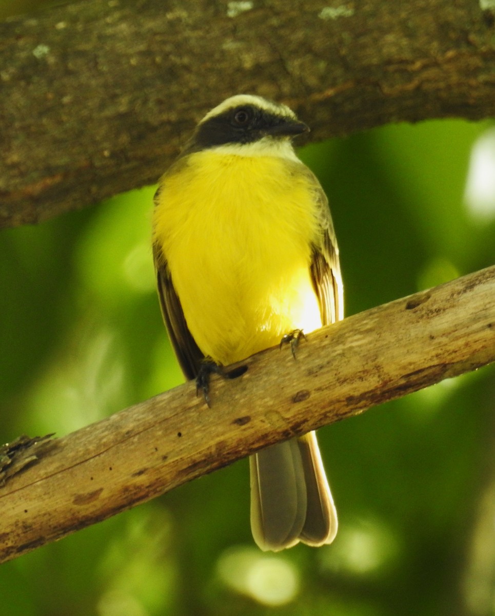 Social Flycatcher - ML647046853