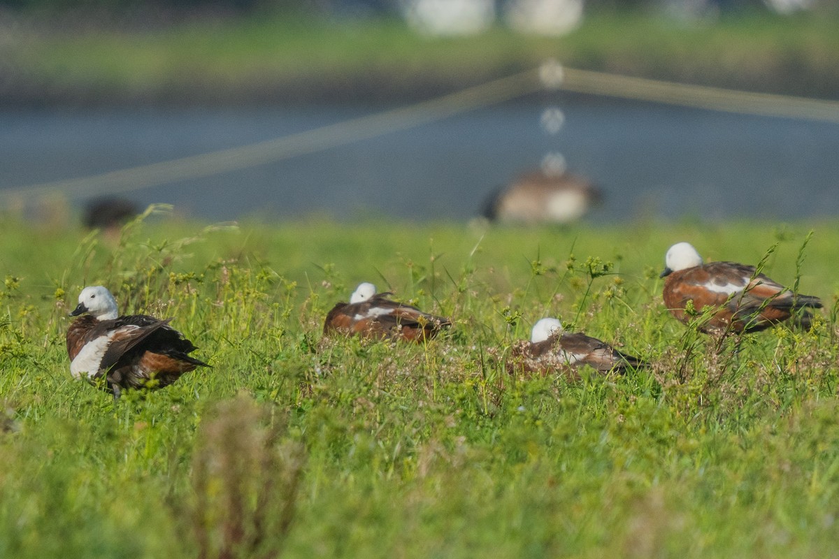 Tarro Maorí - ML647046854