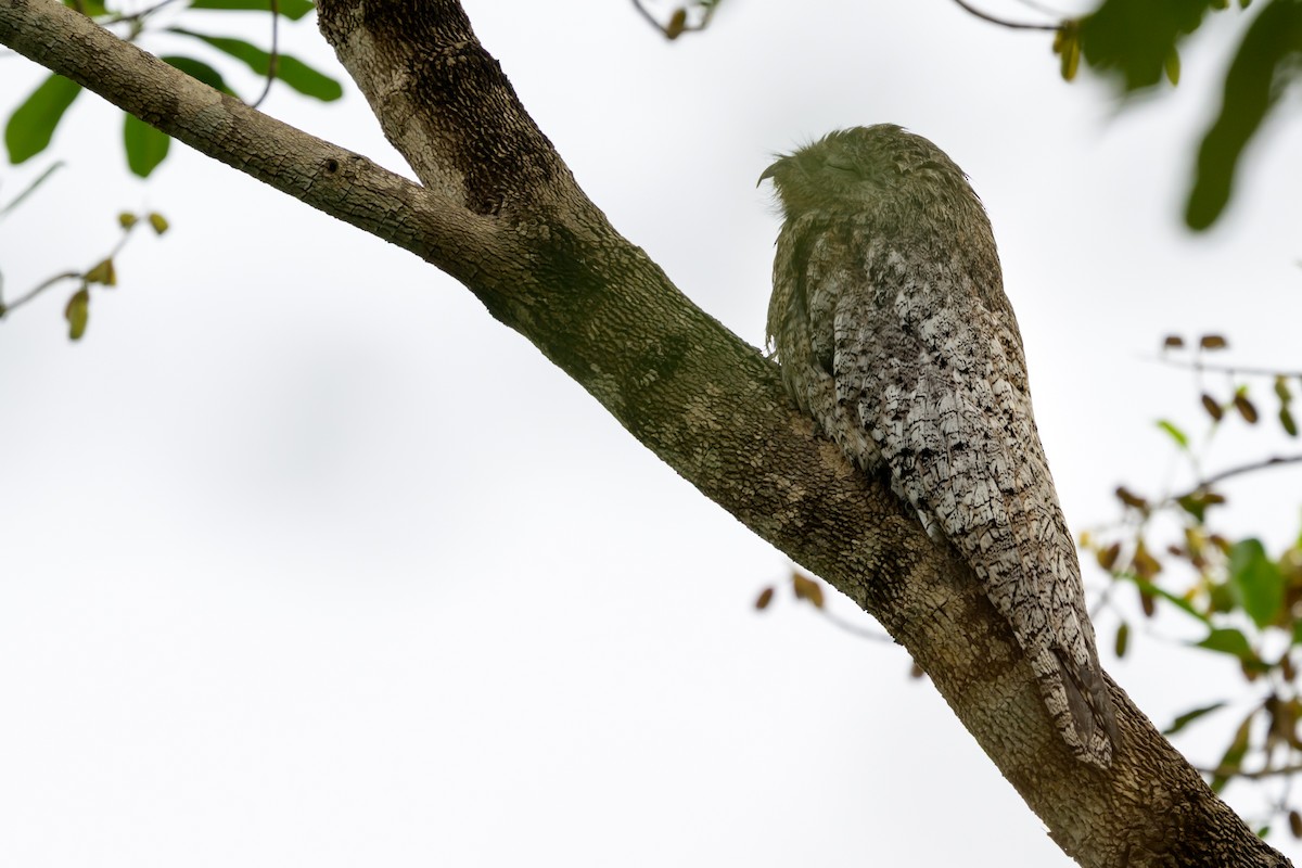 Great Potoo - ML647046857