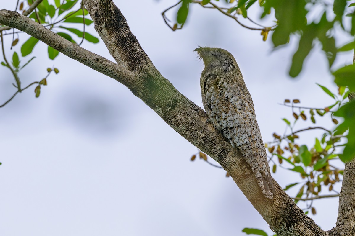 Great Potoo - ML647046858