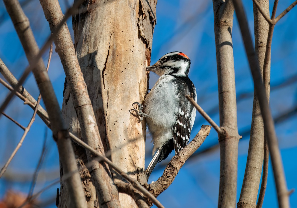 Hairy Woodpecker - ML647046860