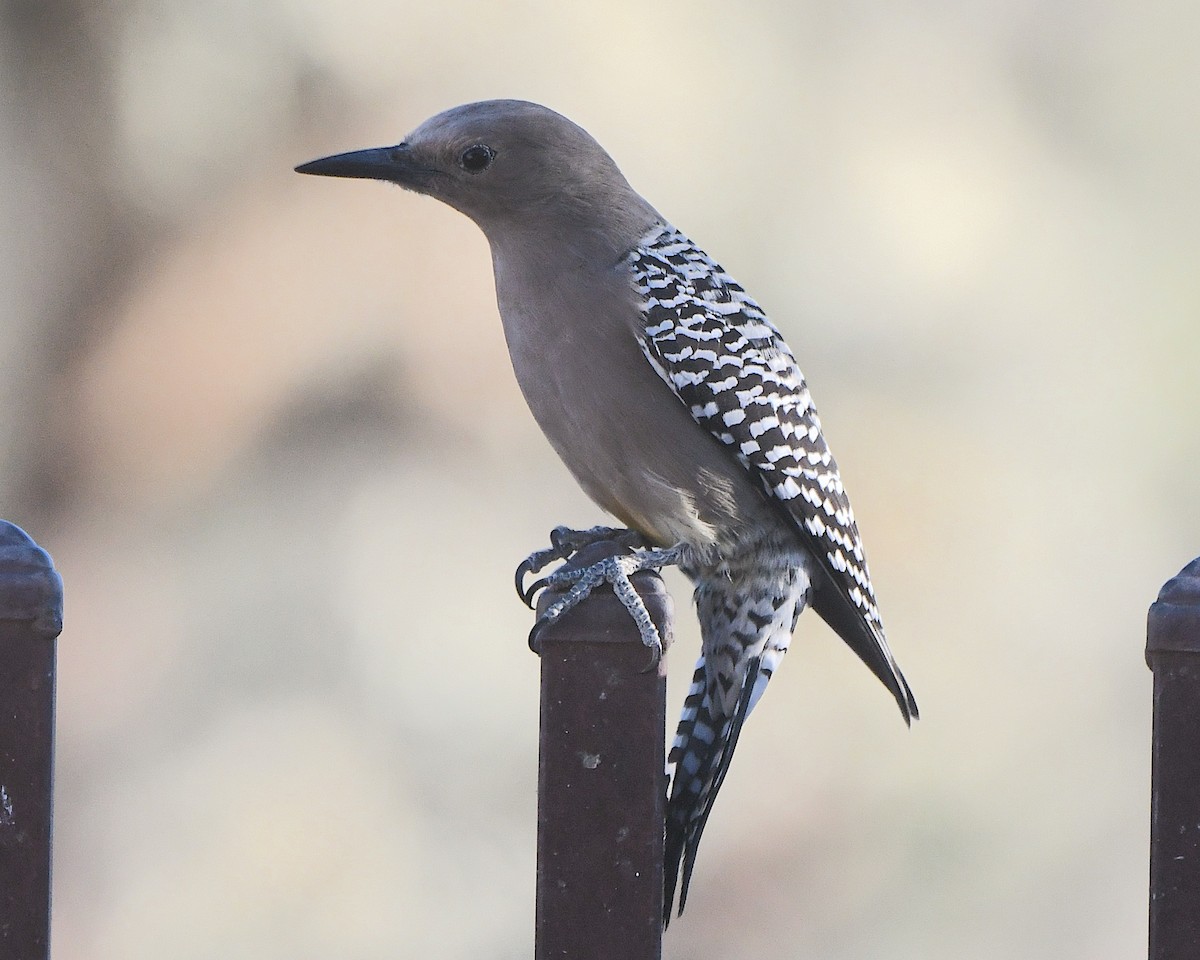 Gila Woodpecker - ML647046862