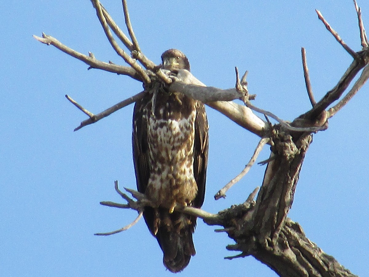 Bald Eagle - ML647046880