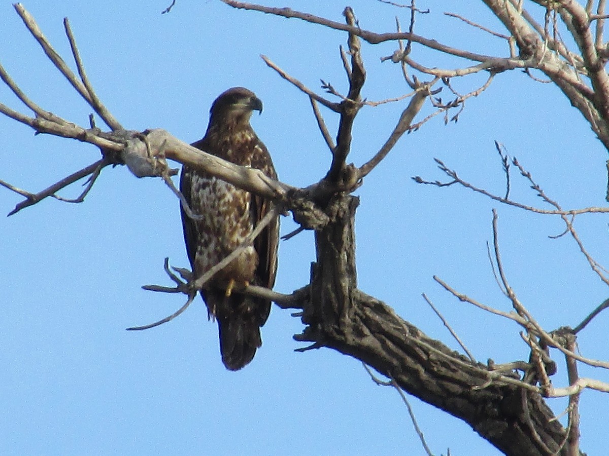 Bald Eagle - ML647046882