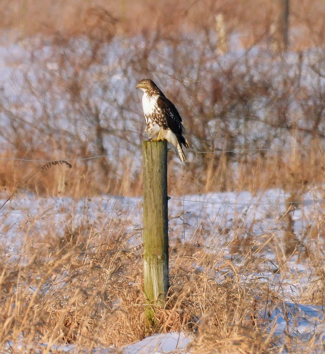 Red-tailed Hawk - ML647046885