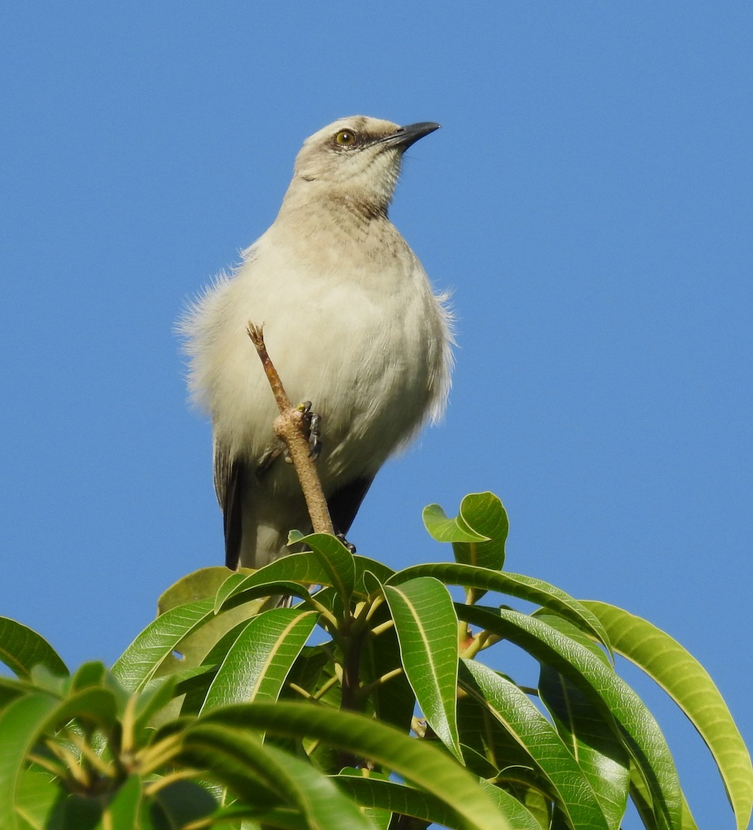 Tropikal Taklitçi - ML647046889