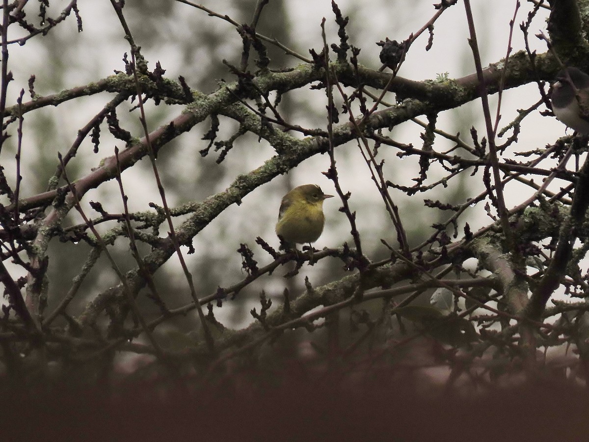 סבכון אורנים - ML647046890