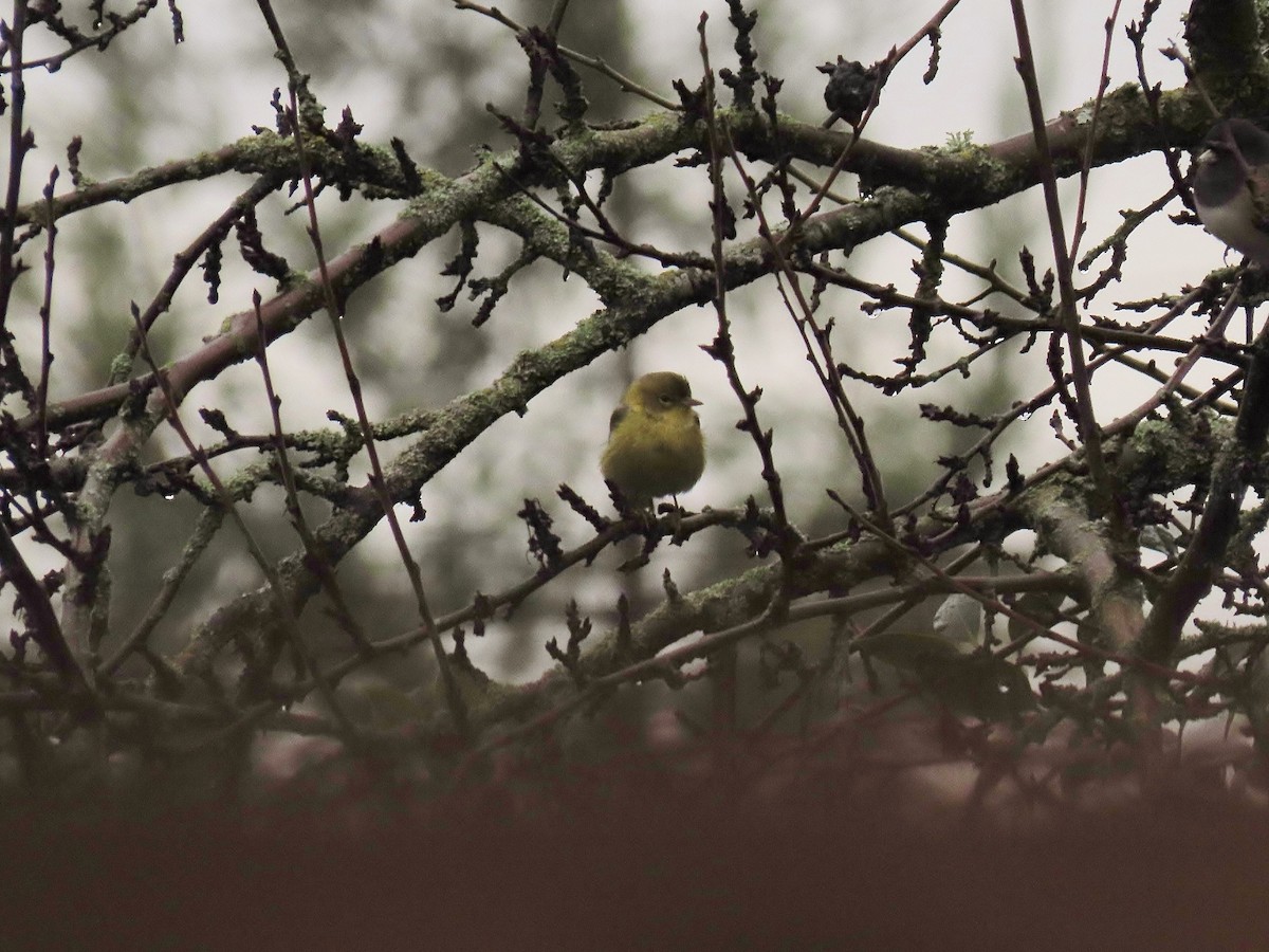 סבכון אורנים - ML647046897