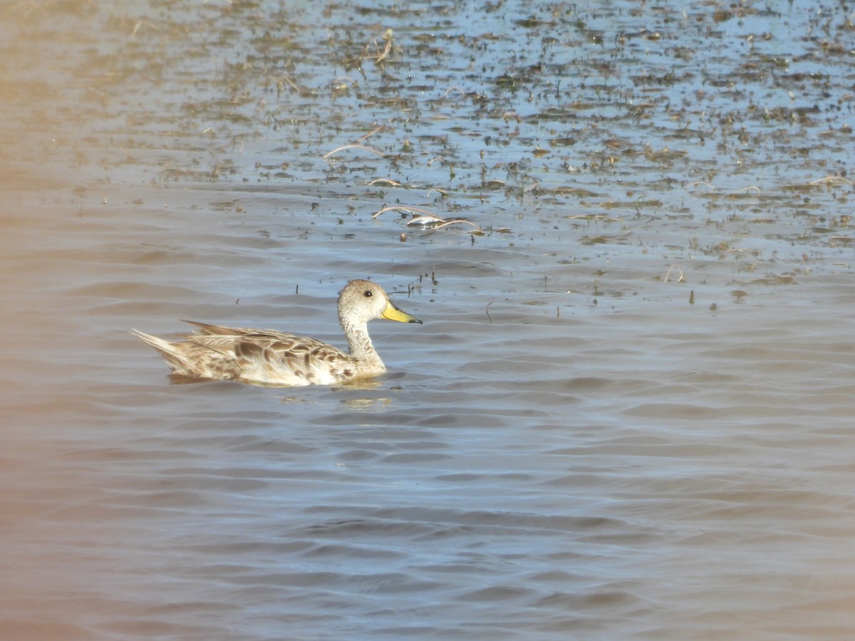 Yellow-billed Pintail - ML647046898