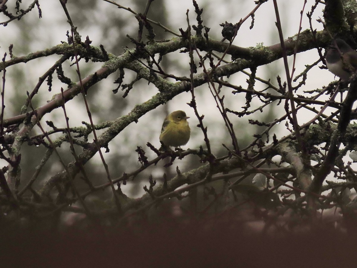 סבכון אורנים - ML647046907