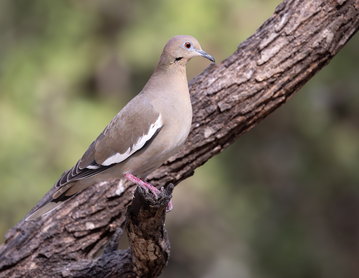 White-winged Dove - ML647046909