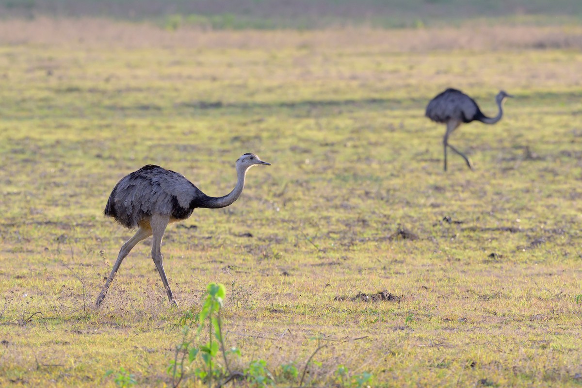 nandu pampový - ML647046910