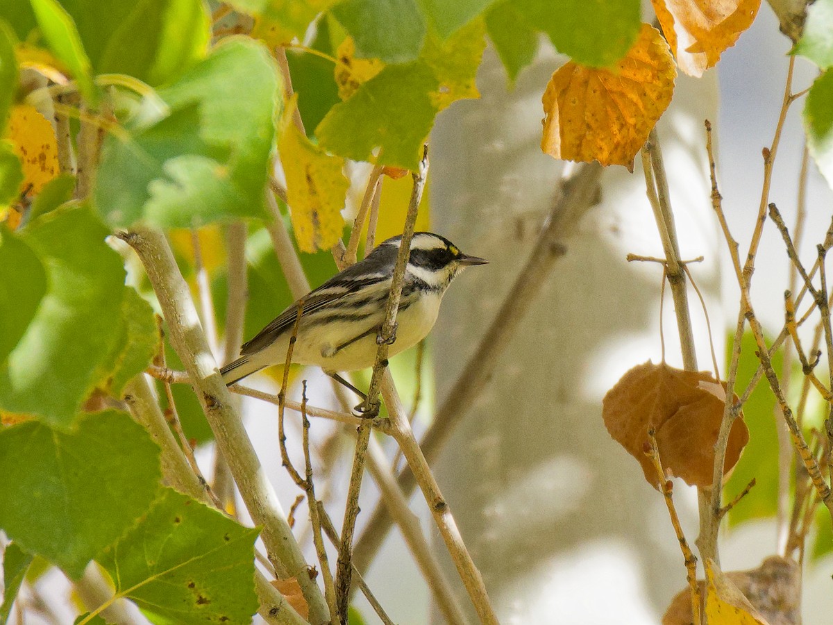 Kara Şeritli Ötleğen - ML647046915