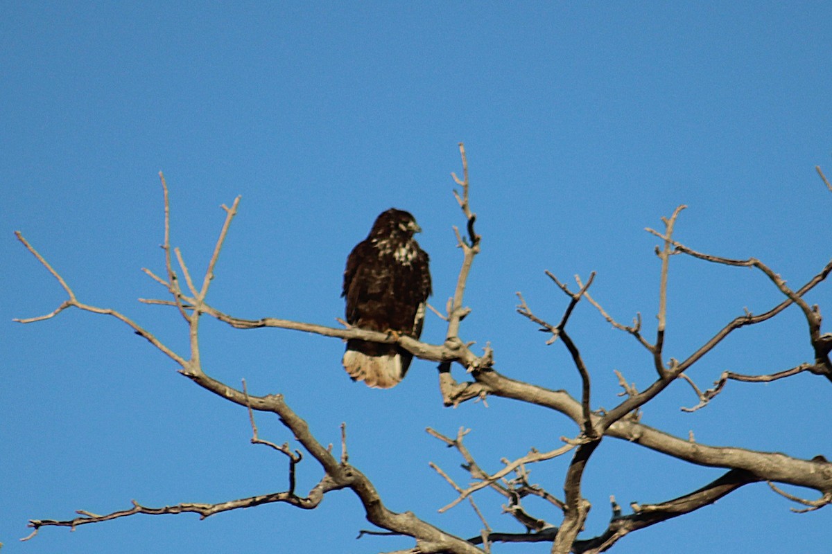Red-tailed Hawk - ML647046918