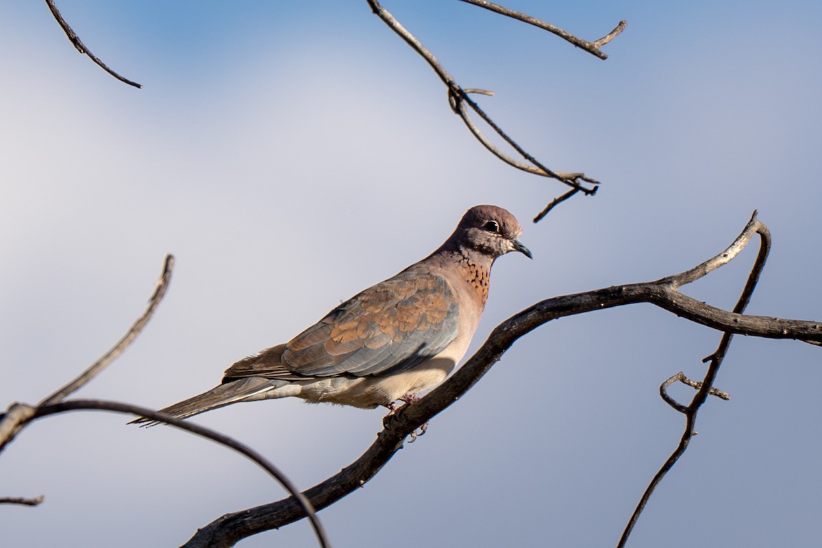 ワライバト - ML647046927