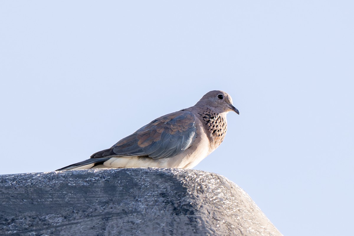 ワライバト - ML647046928