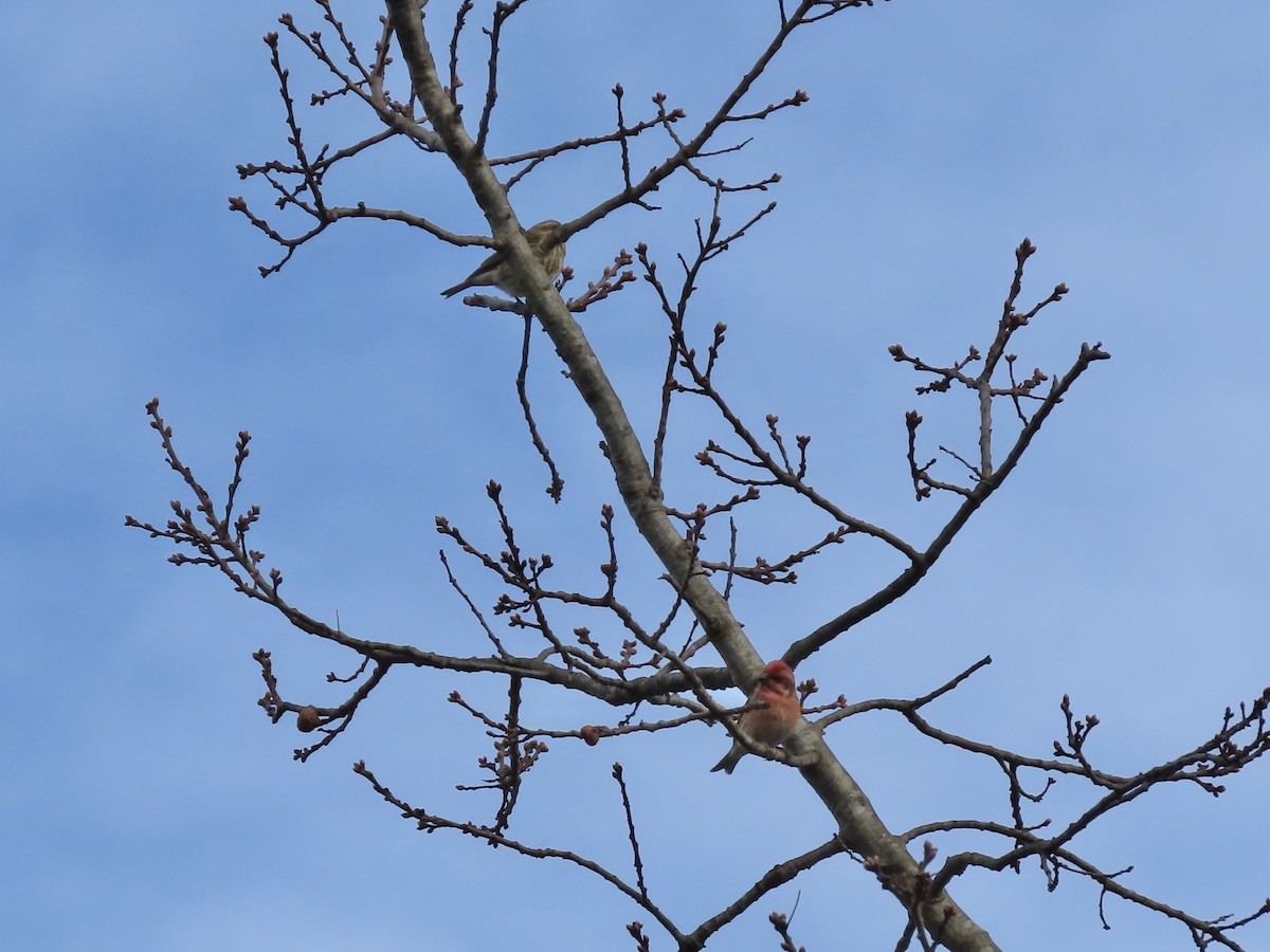 Roselin pourpré - ML647046932