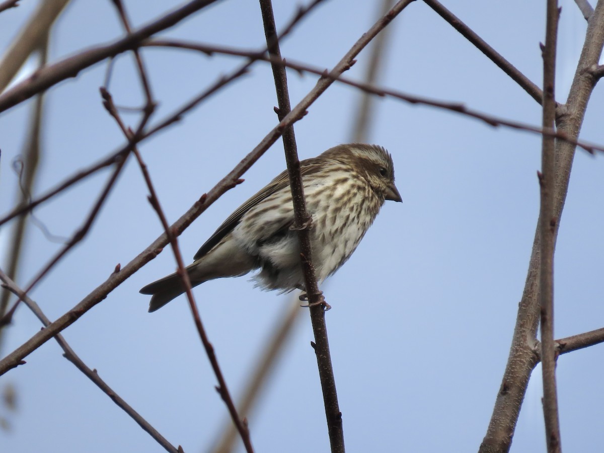 Roselin pourpré - ML647046933