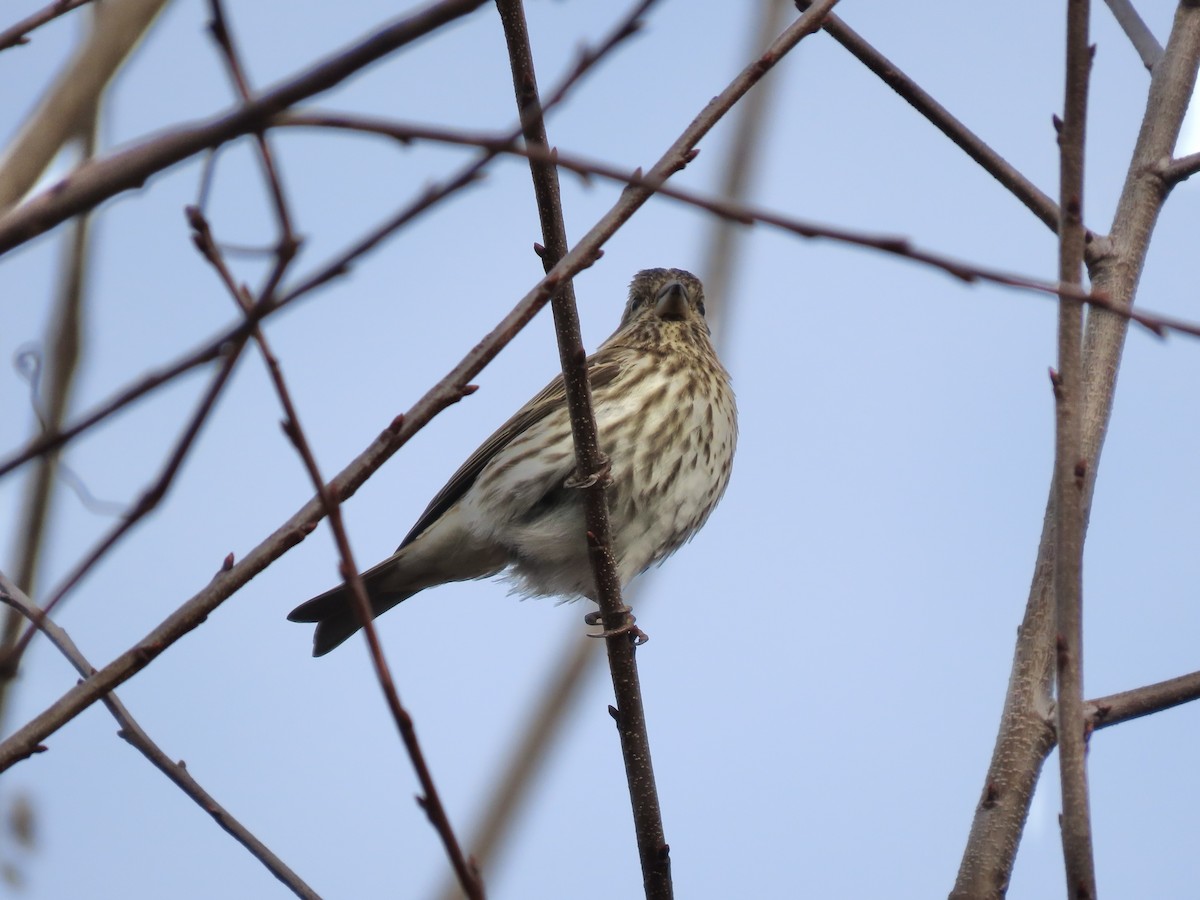 Roselin pourpré - ML647046934