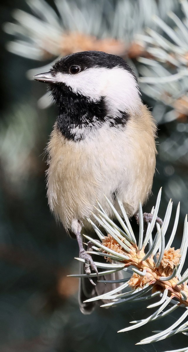 Black-capped Chickadee - ML647046935