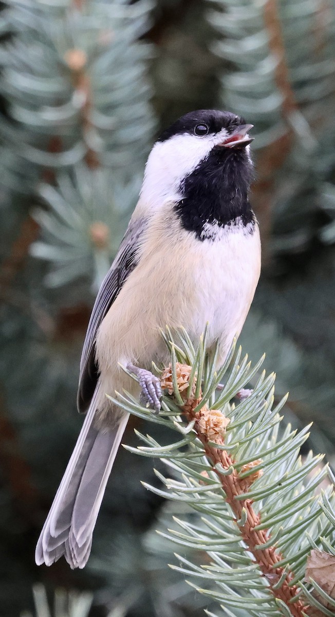 Black-capped Chickadee - ML647046936