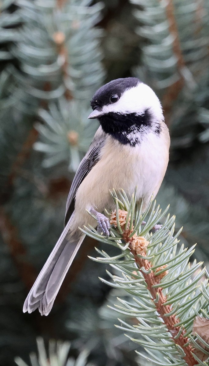 Black-capped Chickadee - ML647046937
