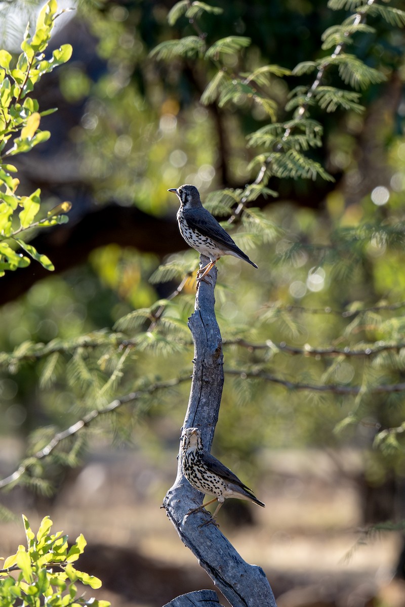 Groundscraper Thrush - ML647046938