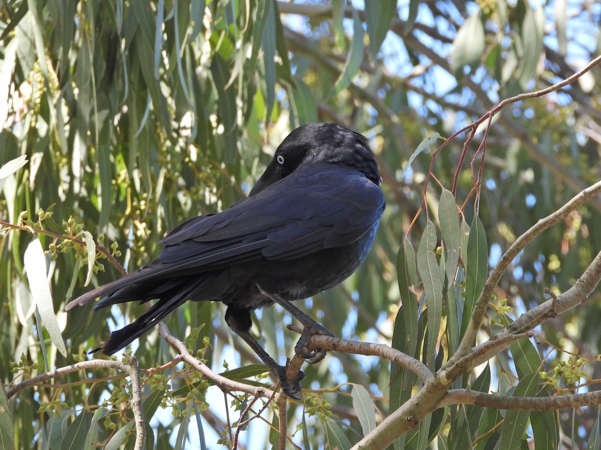 Little Raven - ML647046939